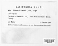 Anthracoidea caricis image